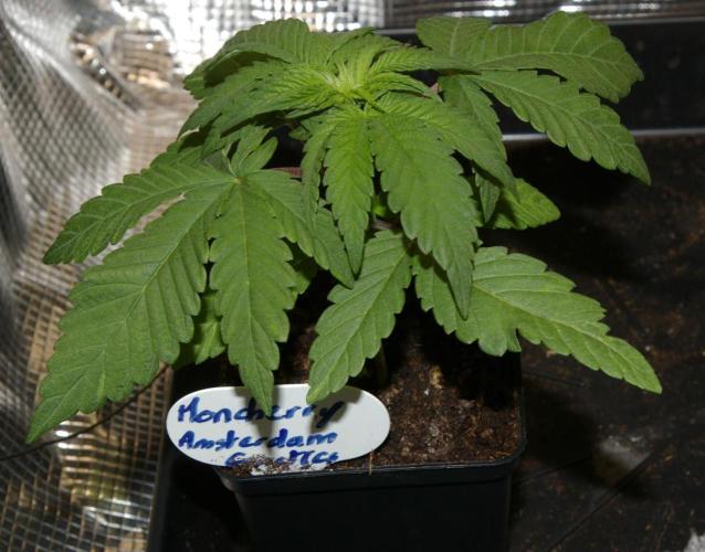 Moncherry Amsterdam genetics. Week 3