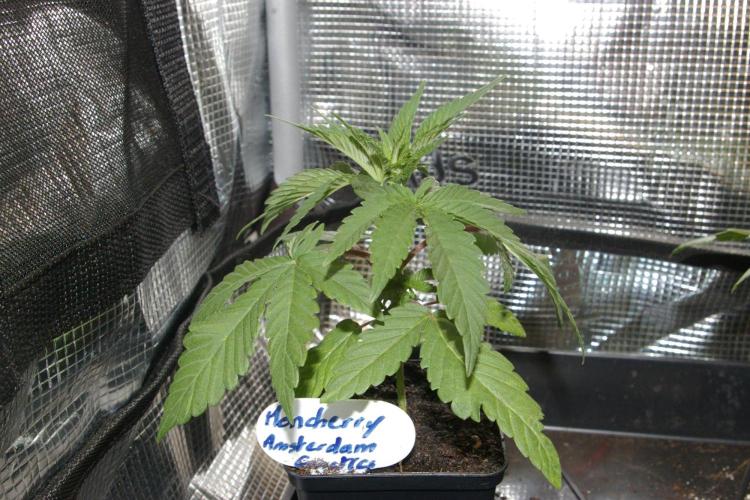 Moncherry Amsterdam genetics. Week 3