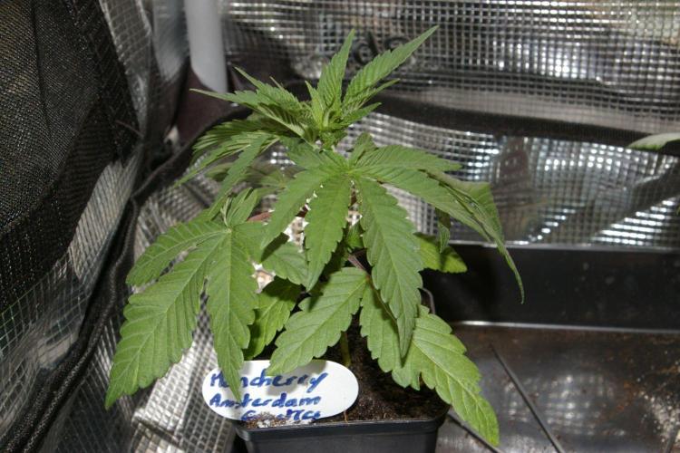 Moncherry Amsterdam genetics. Week 3
