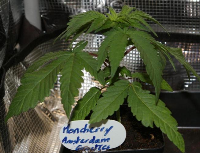 Moncherry Amsterdam genetics. Week 3