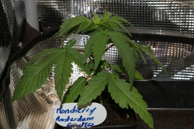 Moncherry Amsterdam genetics. Week 3