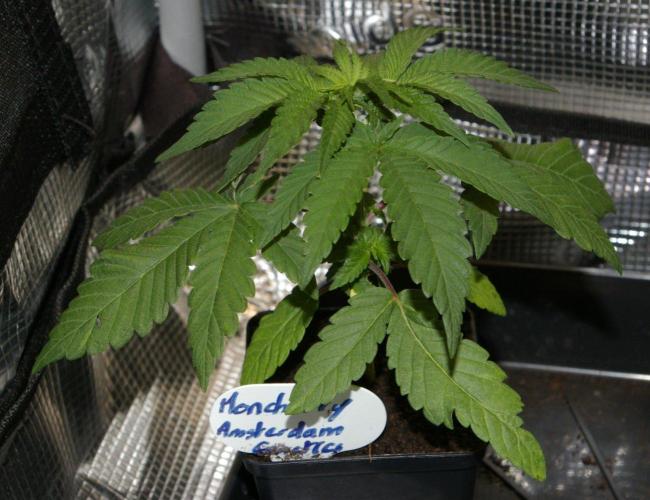Moncherry Amsterdam genetics. Week 3