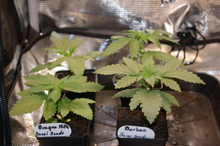 Moncherry Amsterdam genetics. Week 3