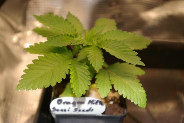 Dragon Milk Sensi Seeds. Week 3