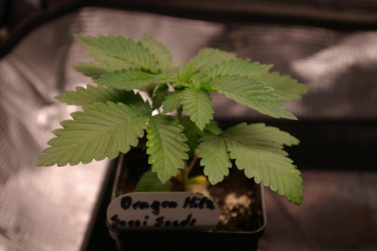 Dragon Milk Sensi Seeds. Week 3