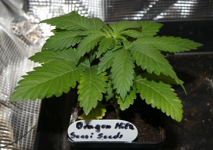 Dragon Milk Sensi Seeds. Week 3