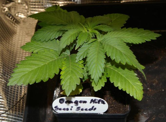 Dragon Milk Sensi Seeds. Week 3