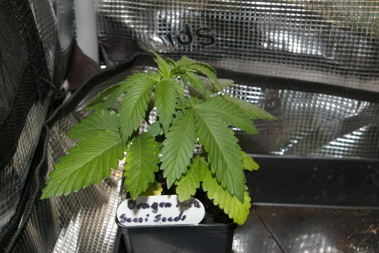 Dragon Milk Sensi Seeds. Week 3