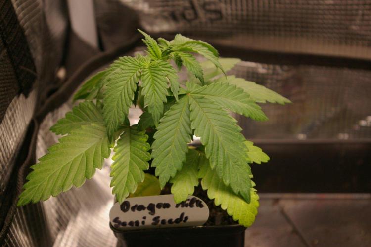 Dragon Milk Sensi Seeds. Week 3
