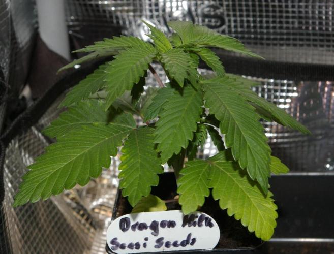 Dragon Milk Sensi Seeds. Week 3