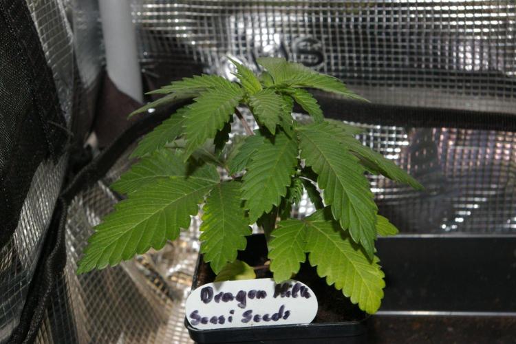 Dragon Milk Sensi Seeds. Week 3