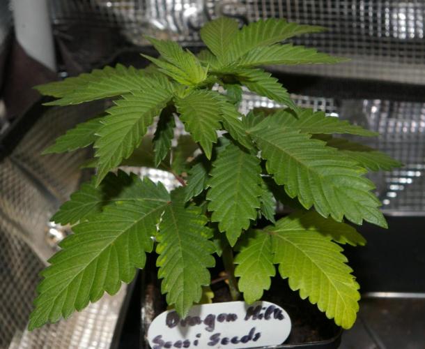 Dragon Milk Sensi Seeds. Week 3