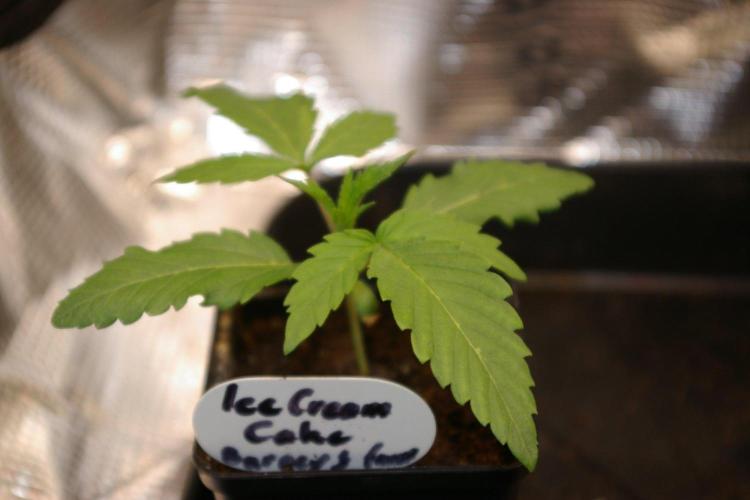 ice Cream Cake Barney 's Farm. Week 3
