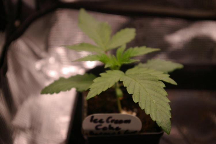 ice Cream Cake Barney 's Farm. Week 3