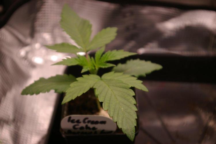 ice Cream Cake Barney 's Farm. Week 3