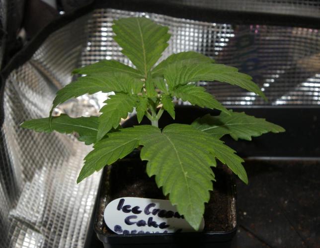 ice Cream Cake Barney 's Farm. Week 3