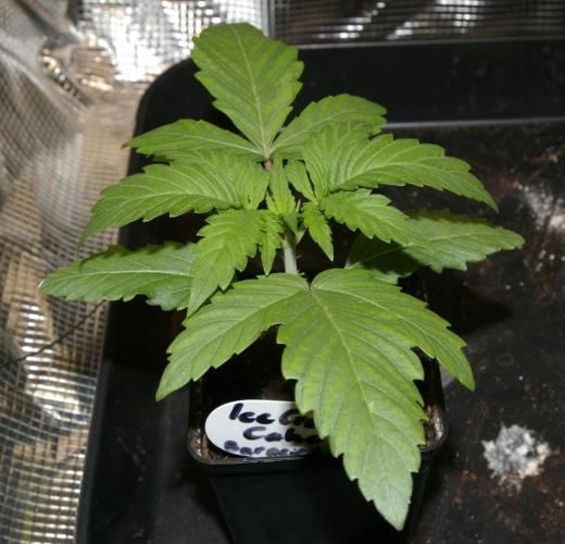 ice Cream Cake Barney 's Farm. Week 3