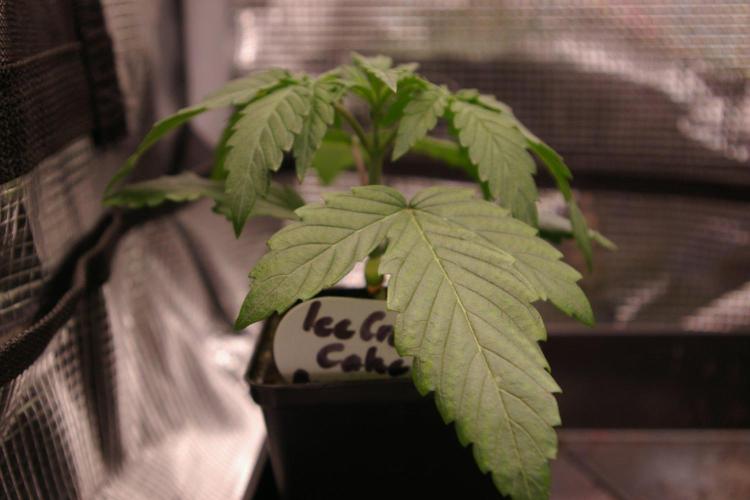 ice Cream Cake Barney 's Farm. Week 3