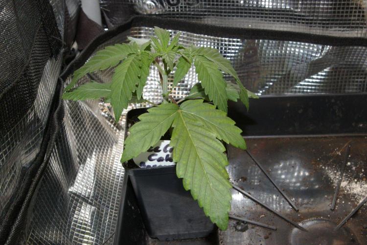 ice Cream Cake Barney 's Farm. Week 3