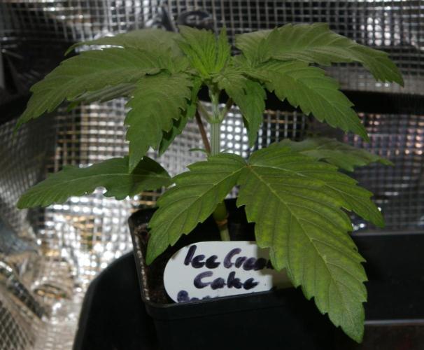 ice Cream Cake Barney 's Farm. Week 3