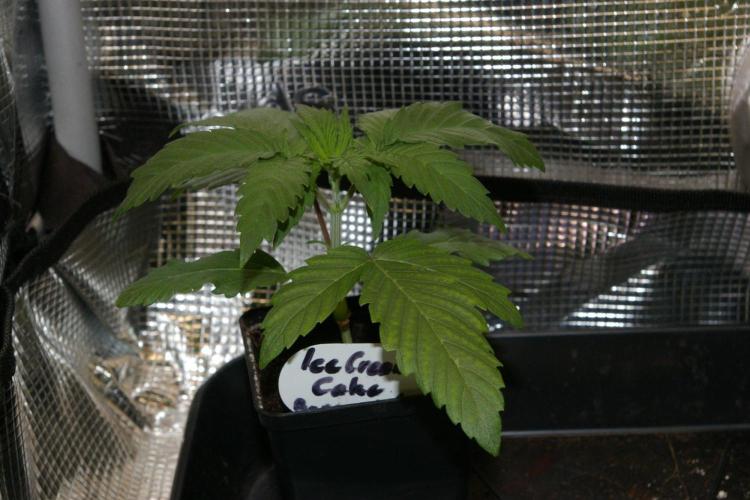 ice Cream Cake Barney 's Farm. Week 3