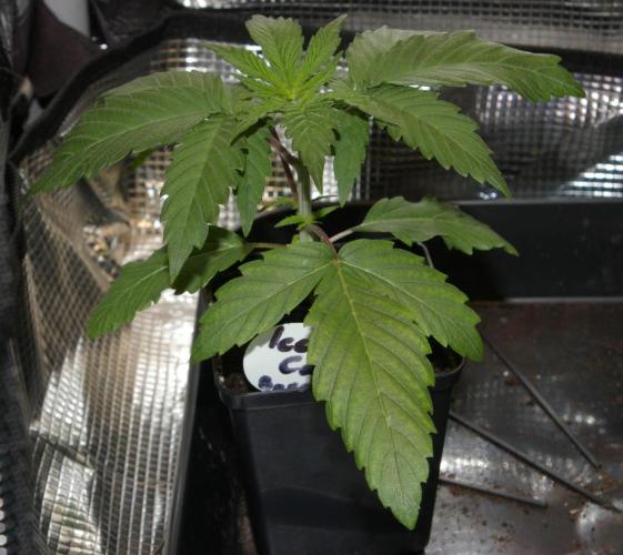 ice Cream Cake Barney 's Farm. Week 3