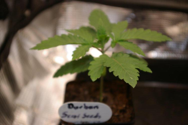 Durban sensi seeds. Week 3