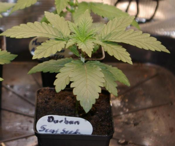 Durban sensi seeds. Week 3