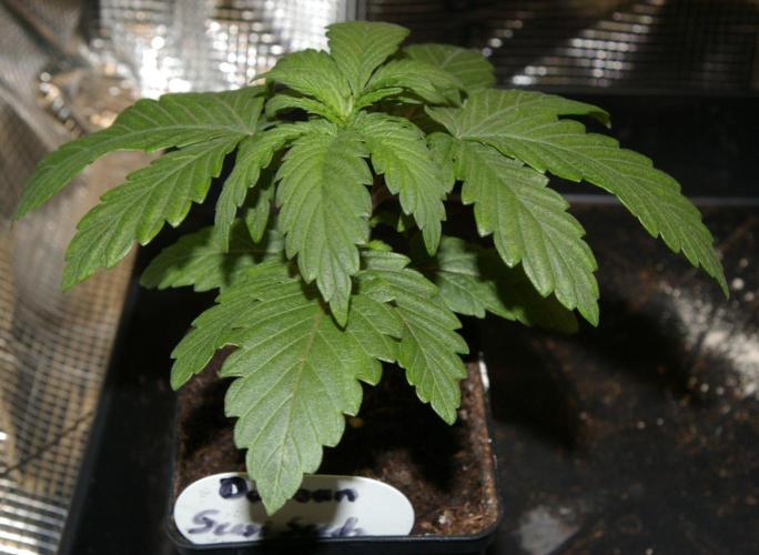 Durban sensi seeds. Week 3