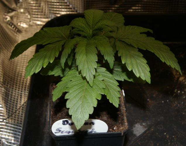Durban sensi seeds. Week 3