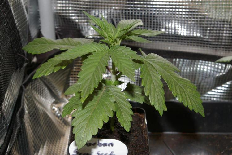 Durban sensi seeds. Week 3