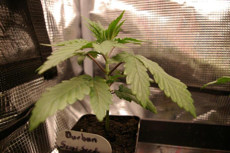 Durban sensi seeds. Week 3