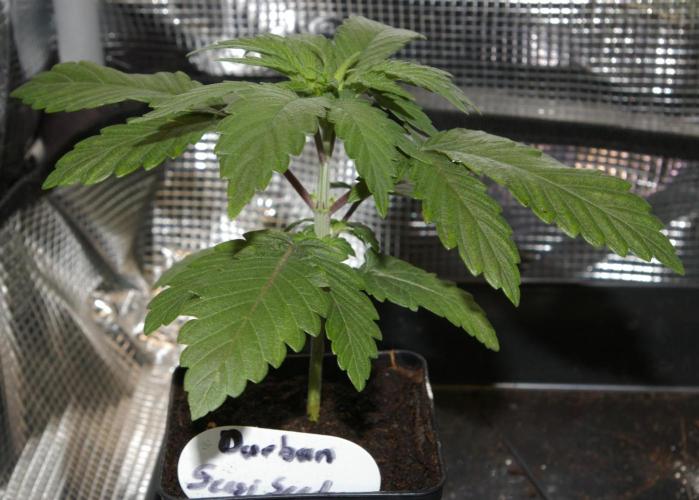 Durban sensi seeds. Week 3