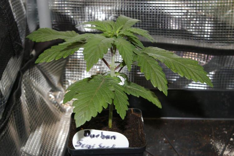 Durban sensi seeds. Week 3