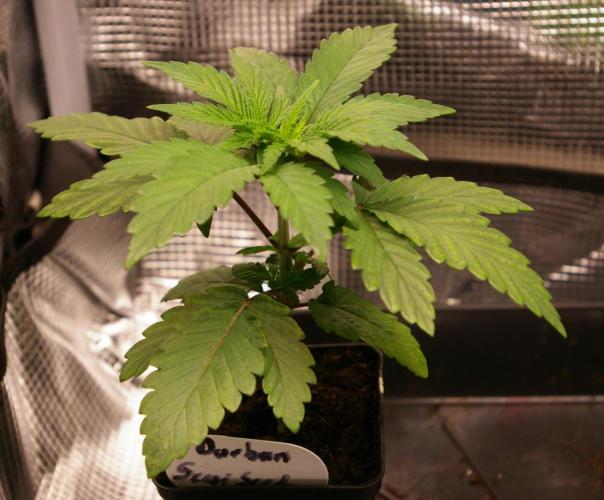 Durban sensi seeds. Week 3
