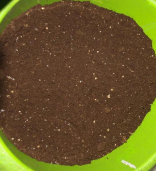 Durban sensi seeds. Week 4