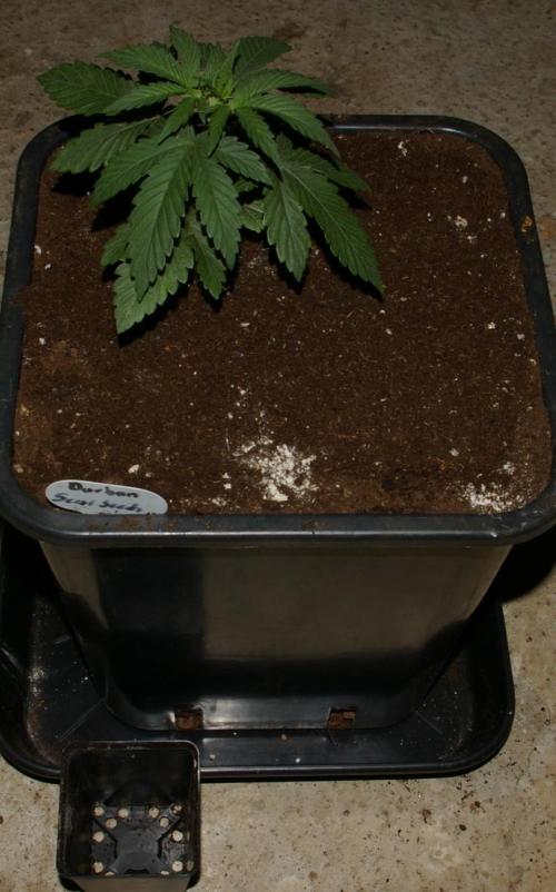 Durban sensi seeds. Week 4