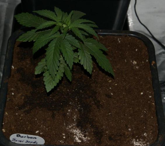Durban sensi seeds. Week 4