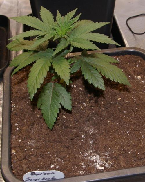 Durban sensi seeds. Week 4