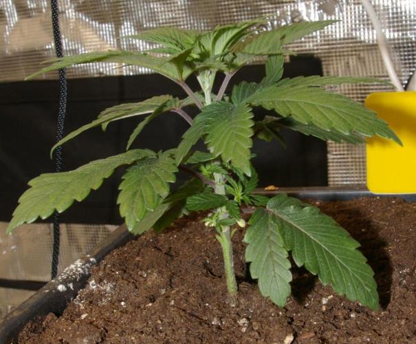 Durban sensi seeds. Week 4
