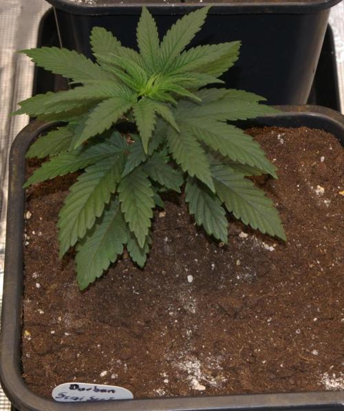 Durban sensi seeds. Week 4