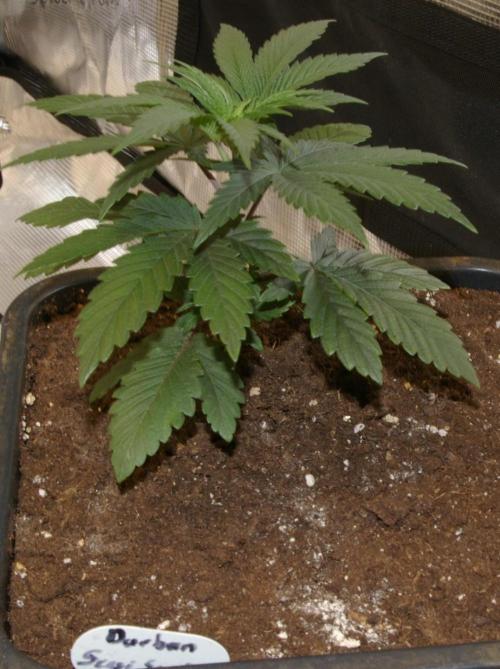 Durban sensi seeds. Week 4