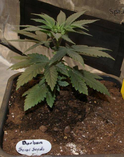 Durban sensi seeds. Week 4