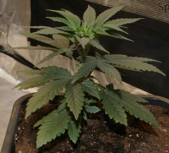 Durban sensi seeds. Week 4