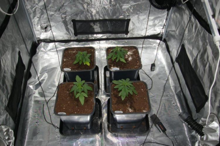 Durban sensi seeds. Week 4