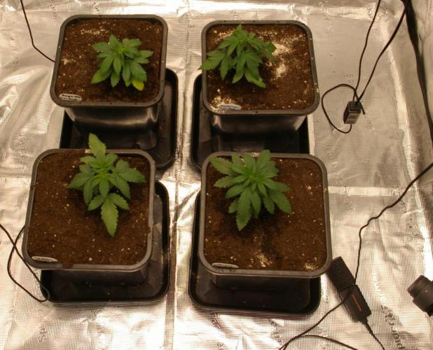 Durban sensi seeds. Week 4