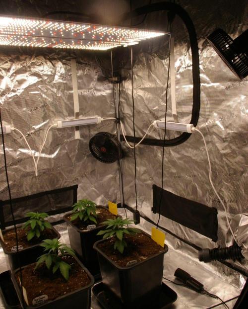 ice Cream Cake Barney 's Farm. Week 4