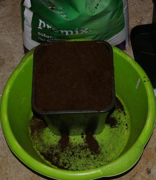 Dragon Milk Aficionado French Connection. Week 4