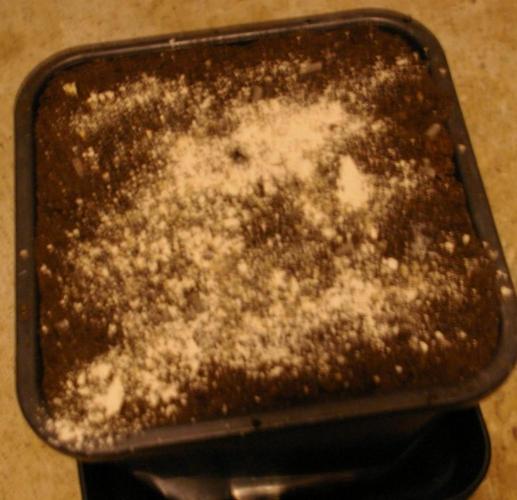 Dragon Milk Aficionado French Connection. Week 4