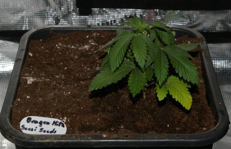 Dragon Milk Aficionado French Connection. Week 4